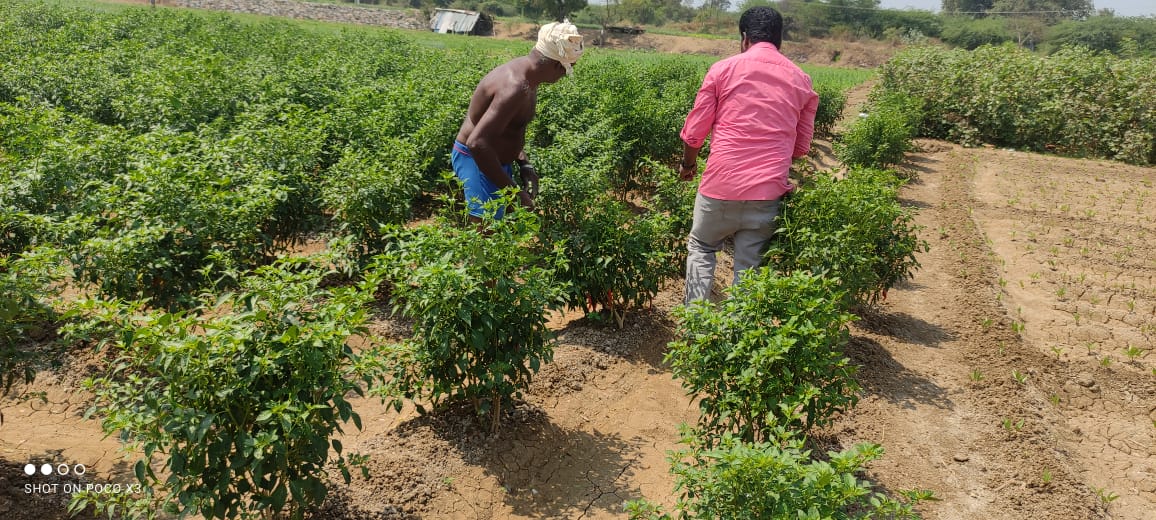 Save indian Farmers address issues related to farmers suicides India 2019