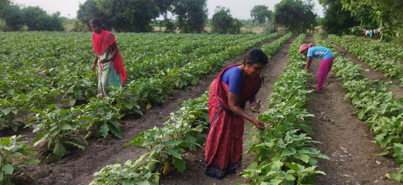 Save india Farmers address issues related to farmers suicides India 2022